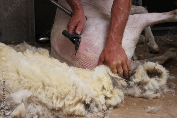 Obraz Schafscherer, Schafschur