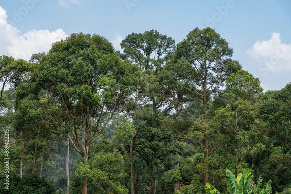 Obraz Durian Orchard