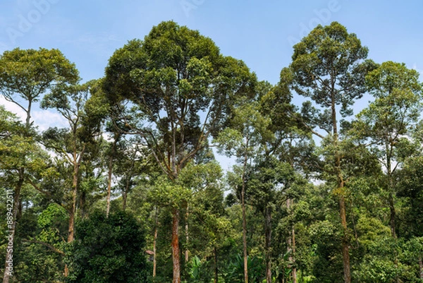 Obraz durian orchard in Asia