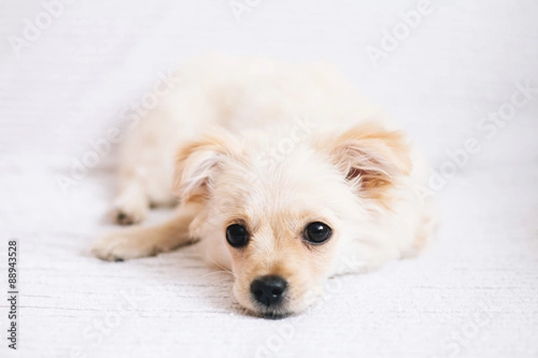 Obraz Cute puppy resting