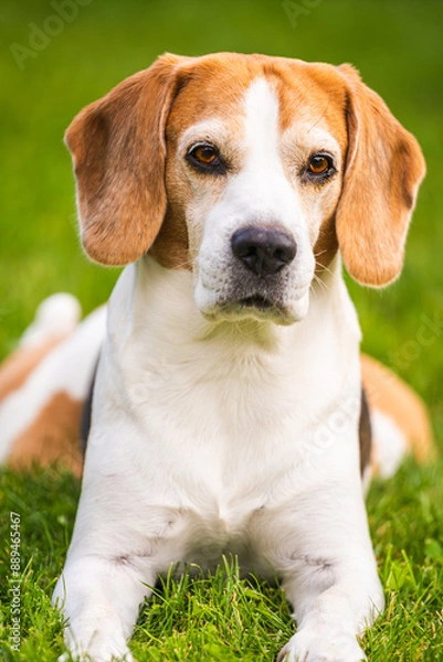 Fototapeta Close up of tri colour Beagle hound dog resting in shade