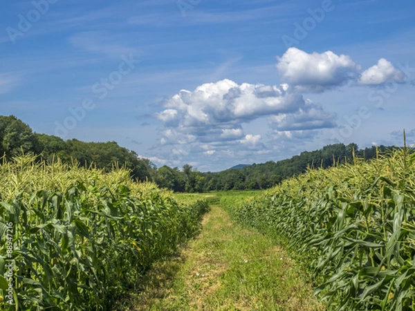 Obraz Sweet corn field