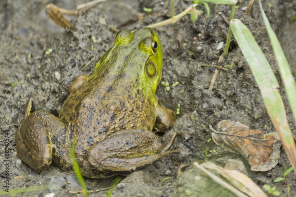 Fototapeta Bull Frog Mud