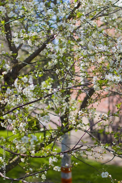 Obraz Very pretty view on the garden with white trees and red house