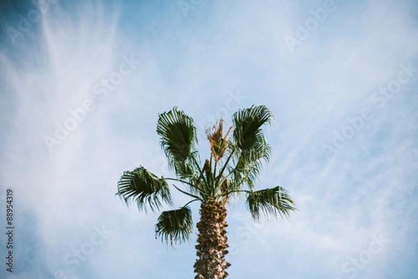 Obraz Palm tree