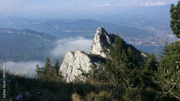 Fototapeta Dent du chat