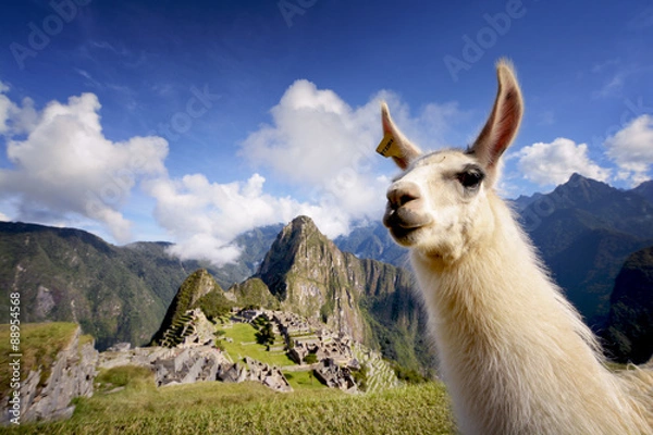 Obraz Lama w Machu Picchu w Peru