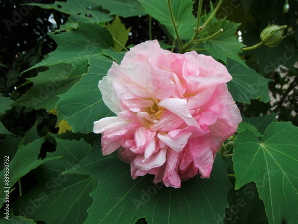 Obraz まだらなピンク色の酔芙蓉の花