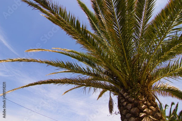 Obraz Awesome and very colorful palm tree in Barcelona (Spain)