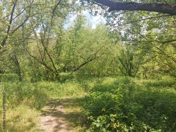 Fototapeta Las przy rzece