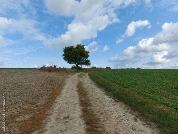 Fototapeta Polne drzewo