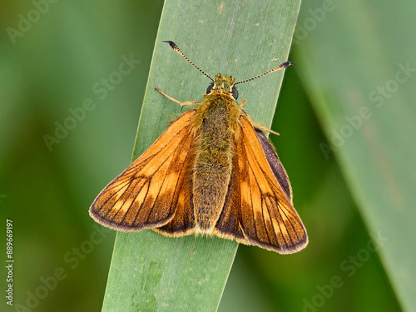 Obraz Large Skipper (Ochlodes sylvanus)