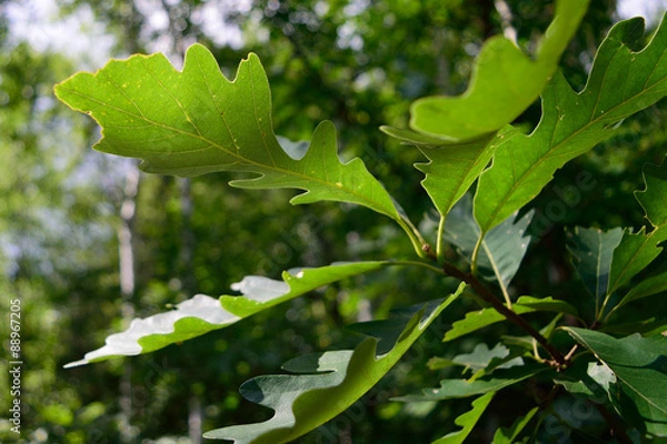 Fototapeta Szczegóły liścia dębu buraka (Quercus macrocarpa)