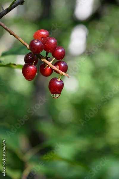 Fototapeta Chokecherries (Prunus virginiana) with Dewdrop