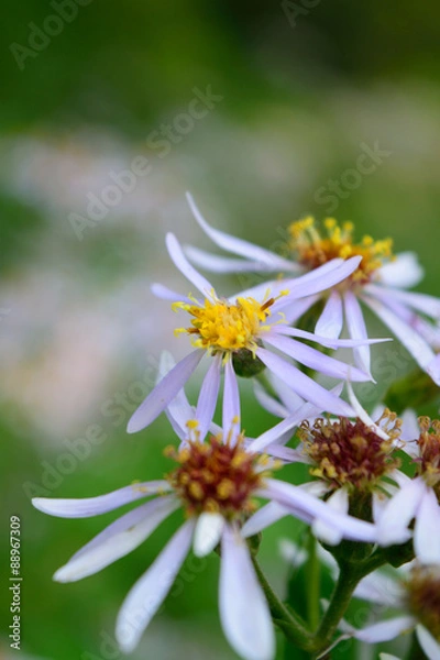 Obraz Purple Aster Macro Details
