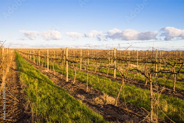 Obraz Vineyard