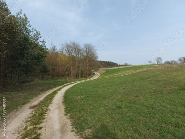 Fototapeta Droga na skraju lasu, pole
