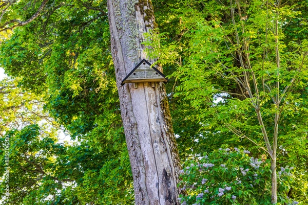 Fototapeta Triangular birdhouse on a moss-covered tree trunk with peeling bark in the summer sunlight. Sweden.