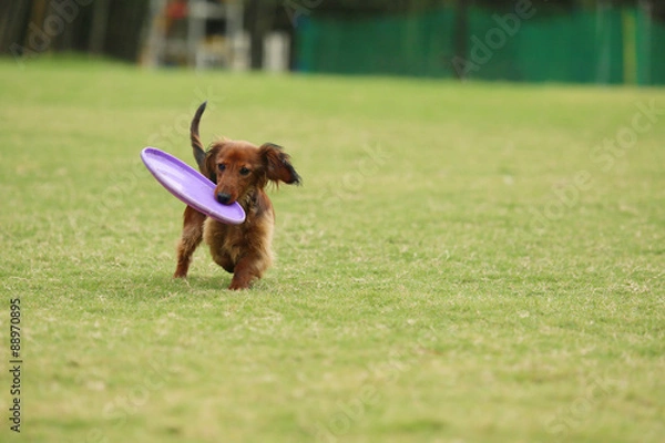 Obraz フリスビーで遊ぶダックスフンド
