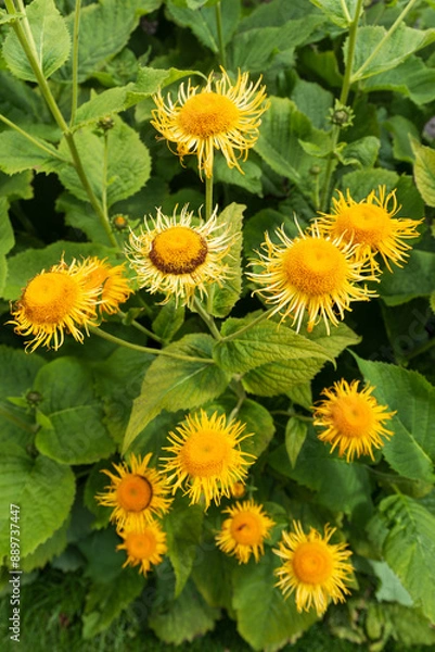 Obraz Close up of yellow flowers on lovely summers day