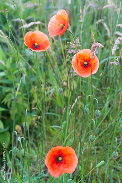 Obraz Close up of wild poppies in a meadow on a sunny summers morning