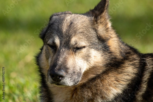 Obraz portrait of a mantiqueira shepherd resting peacefully, dog breed of Brazilian nationality