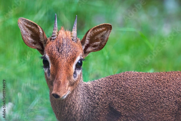 Obraz Wild lebende Tiere