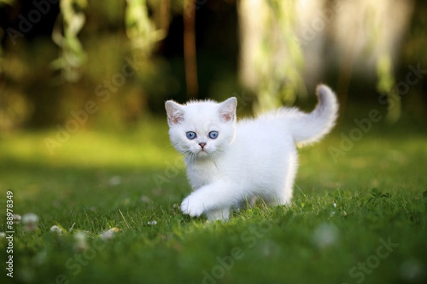 Fototapeta Британский котенок гуляет на траве