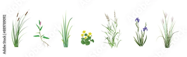 Fototapeta Cattail, Persicaria Amphibia, Calamus Variegata, Marsh Marigold, Cane (reeds), Blue Marsh Iris, Miscanthus Zebrinus. Coastal and floating marsh (pond) plants realistic drawings on a white background.