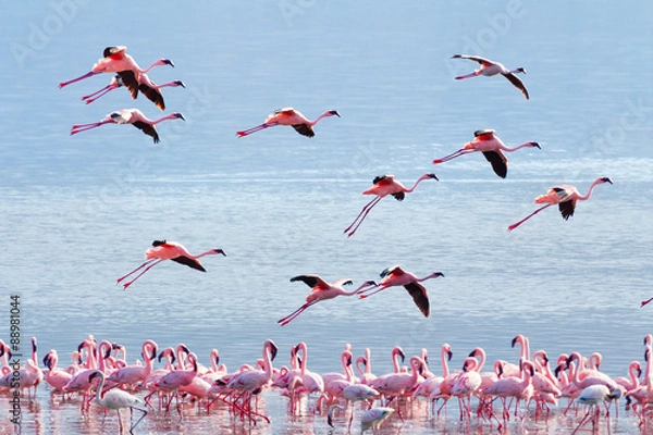 Fototapeta Flying flamingo