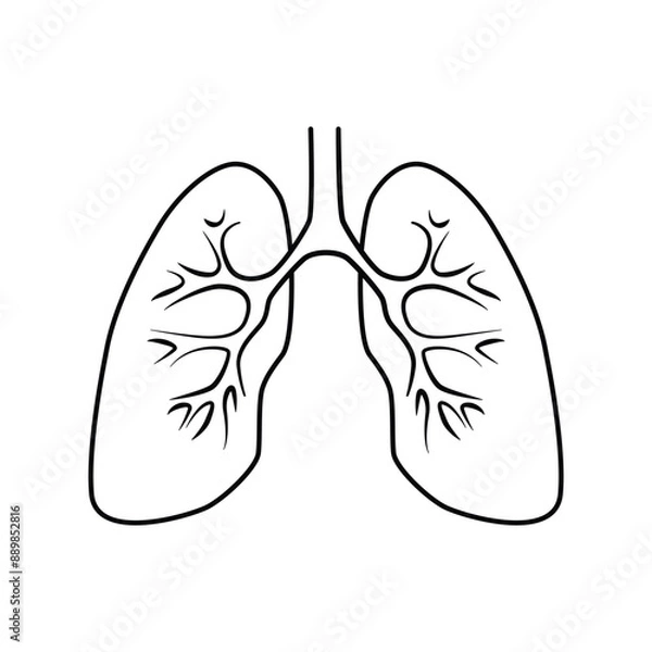 Obraz Detailed lungs isolated on white background. Minimalist line art lungs
