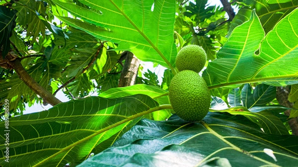 Fototapeta Fresh breadfruit growing on a tree with lush, green leaves. detailed textures of the fruit and foliage highlight the beauty of nature and agriculture in tropical environments.