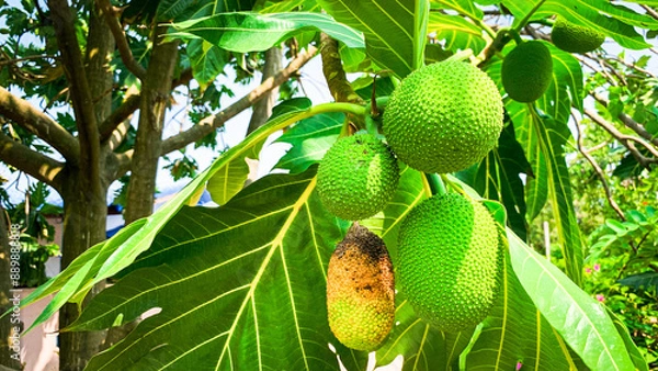 Obraz Fresh breadfruit growing on a tree with lush, green leaves. detailed textures of the fruit and foliage highlight the beauty of nature and agriculture in tropical environments.