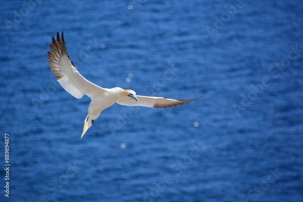 Obraz gannet in flight