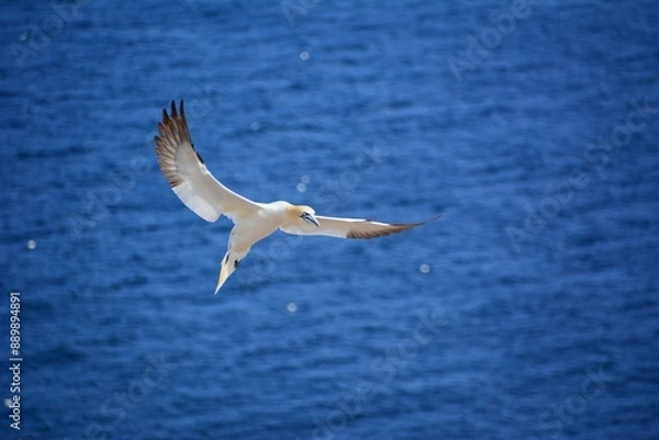 Obraz Gannet in the sky