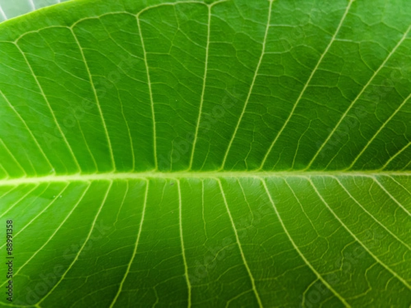 Fototapeta leaf background K