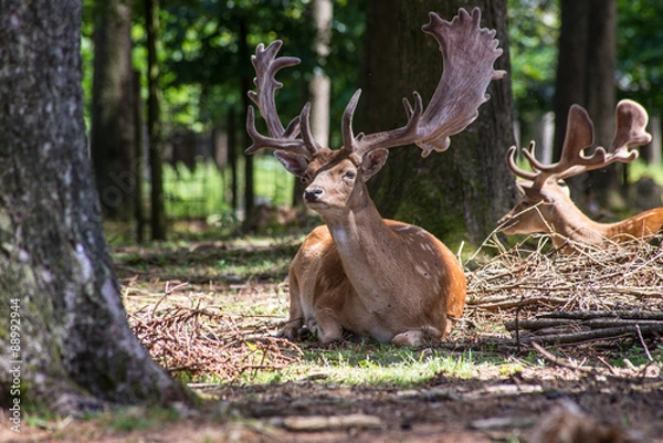 Obraz Junger Hirsch im Schatten 