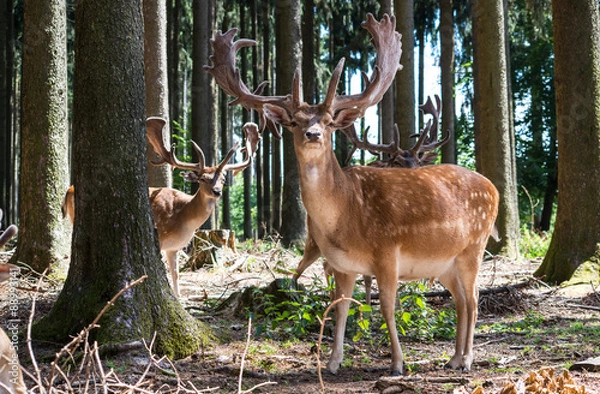 Obraz Młody Jeleń Jeleń