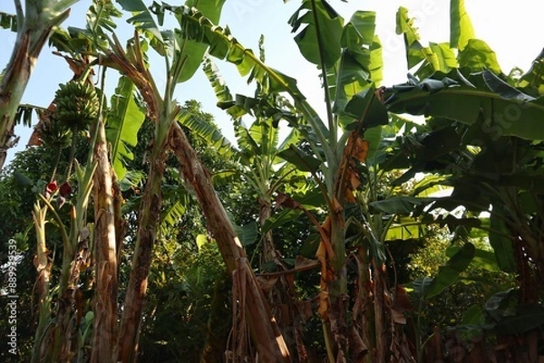 Fototapeta banana tree with sky background