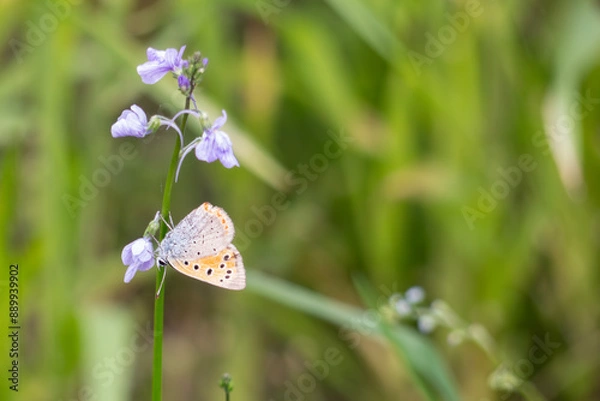 Fototapeta 春の野原を散歩　紫のマツバウンランに小さくオレンジ色のベニシジミがとまっていた