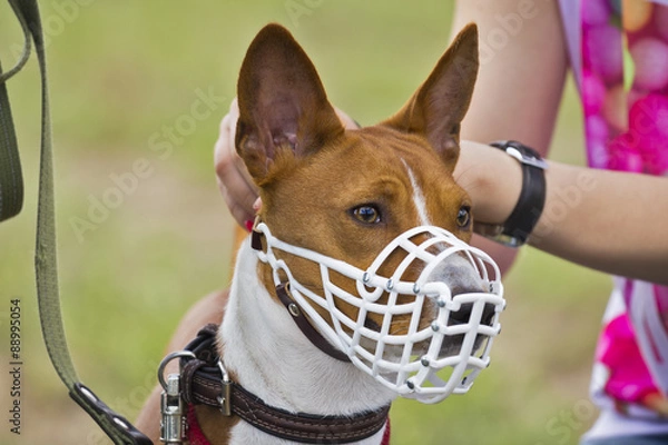 Obraz Basenji dog in a muzzle for coursing. Close-up. white muzzle