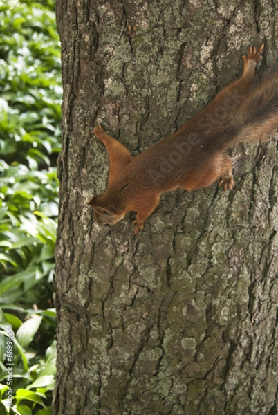 Obraz small squirrel on the tree eating nuts