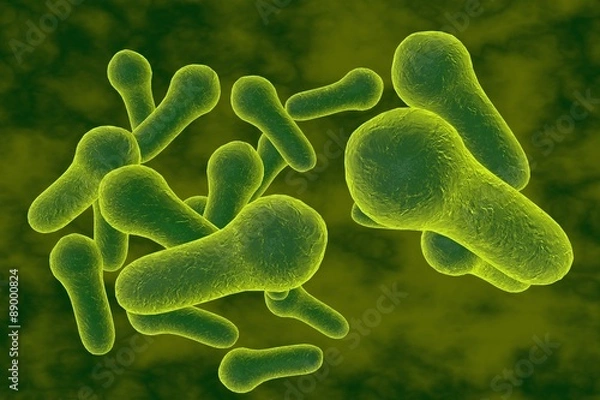 Obraz Microscopic illustration of Clostridium tetani, Clostridium perfringes, Clostridium difficile, model of bacteria, anaerobes, anaerobic bacteria
