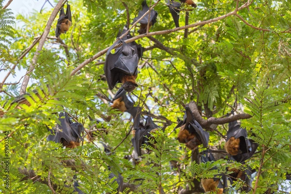 Obraz Flying foxes hanging on a tree.