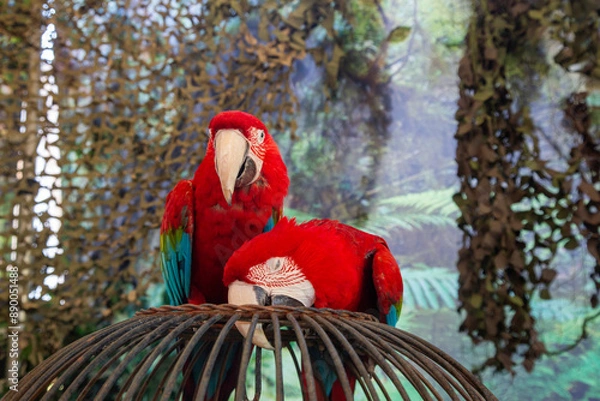 Fototapeta An isolated view of two redmccaws on top of a wrought cage with a camouflage tropical background
