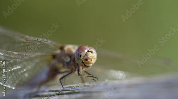Fototapeta Dragon fly