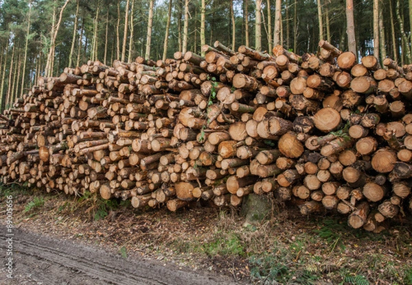 Fototapeta Logging in Derbshire Dales