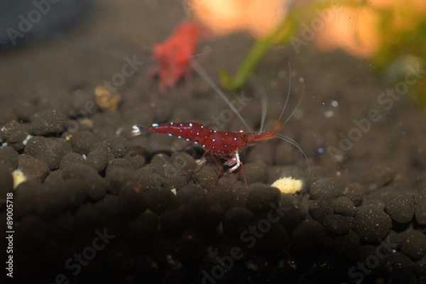 Fototapeta Dwarf Shrimp