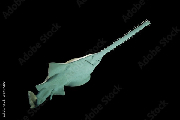 Obraz Green saw fish