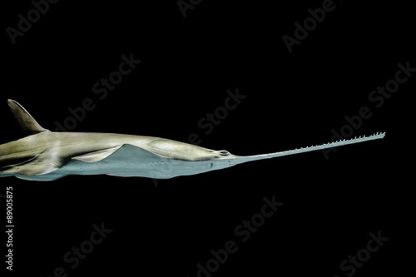 Obraz Green saw fish